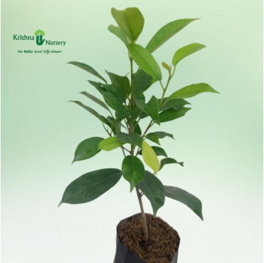 Ficus Panda Plant with 5 inch Polybag - Outdoor Plants -  - ficus-panda-plant-with-5-inch-polybag -   
