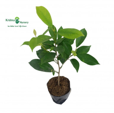 Ficus Panda Plant with 5 inch Polybag - Outdoor Plants -  - ficus-panda-plant-with-5-inch-polybag -   