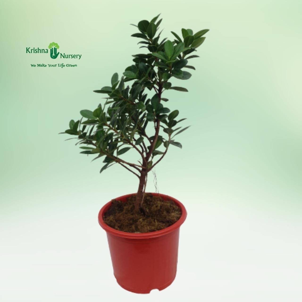 Ficus Long Island Small Plant - Outdoor Plants -  - ficus-long-island-small-plant -   