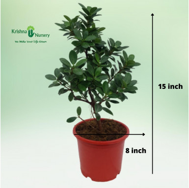 Ficus Long Island Small Plant - Outdoor Plants -  - ficus-long-island-small-plant -   