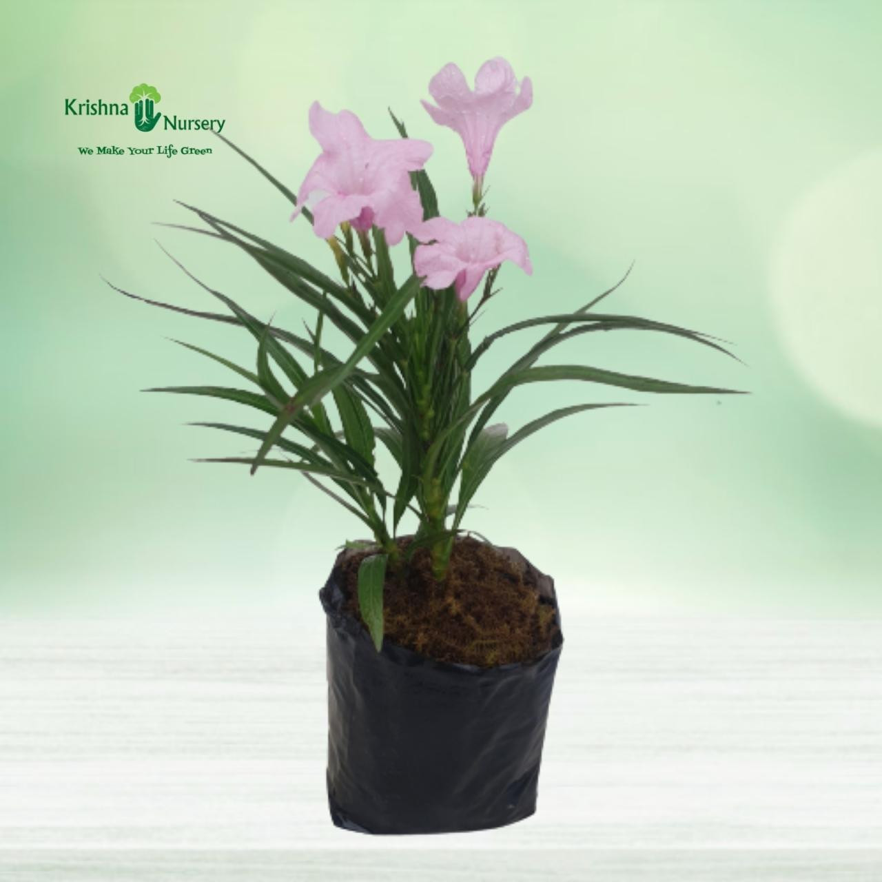Ruellia Plant (Any Color) - Flower Plants -  - ruellia-plant-any-color -   