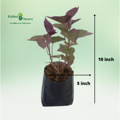 Ipomoea Plant - Purple - Outdoor Plants -  - ipomoea-plant-purple -   
