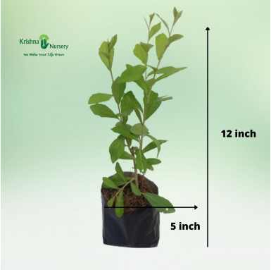 Curtain Creeper Plant (Parda Bail) - Outdoor Plants -  - curtain-creeper-plant-parda-bail -   