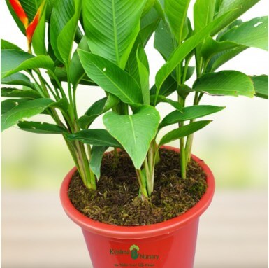 Heliconia Plant - Outdoor Plants -  - heliconia-plant -   