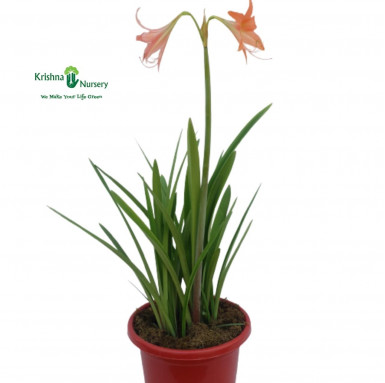 Star Lily Plant - Flower Plants -  - star-lily-plant -   