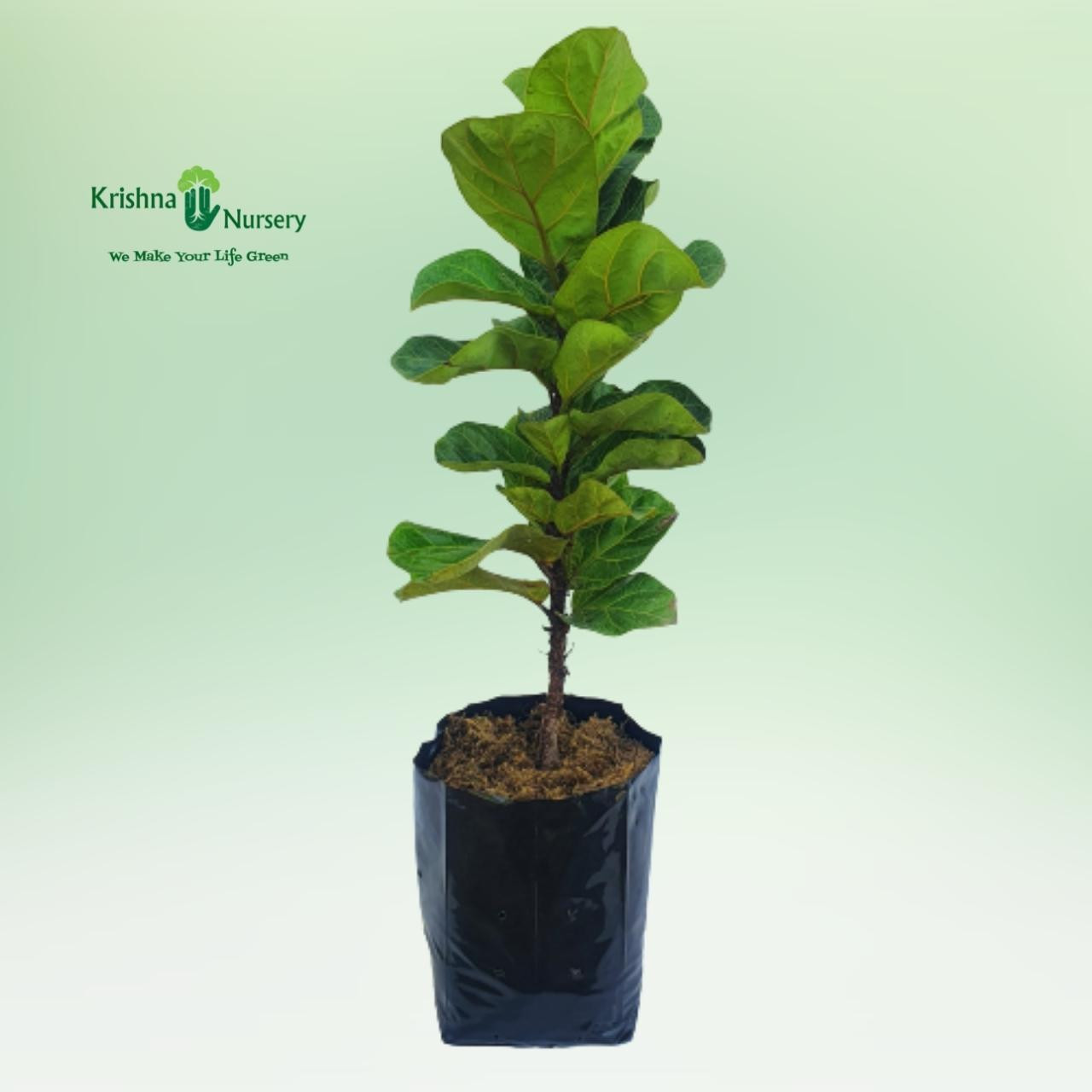 Fiddle Leaf Fig Plant (Ficus Lyrata) - Indoor Plants -  - fiddle-leaf-fig-plant-ficus-lyrata -   