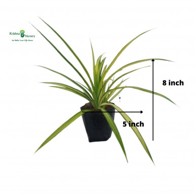 Pandanus Plant with Polybag - Outdoor Plants -  - pandanus-plant-with-polybag -   