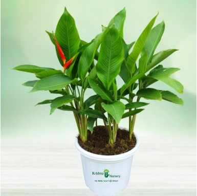Heliconia Plant - Outdoor Plants -  - heliconia-plant -   
