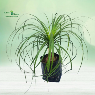 Ponytail Palm (Nolina Palm) - Outdoor Plants -  - ponytail-palm-nolina-palm -   