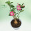 Adenium Plant - Pink Flower