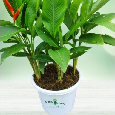 Heliconia Plant - 12 Inch - White Pot