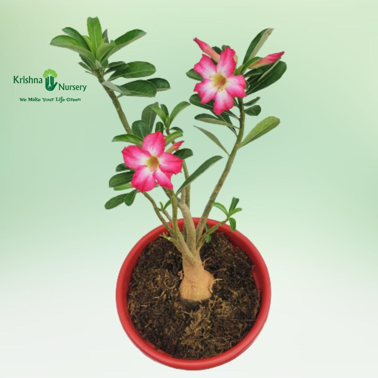 Adenium Plant - Pink Flower - Flower Plants -  - adenium-plant-pink-flower -   