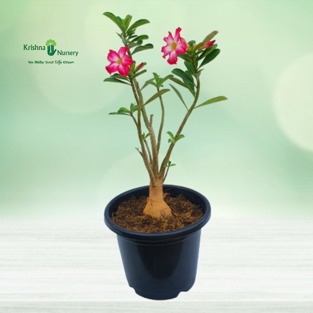 Adenium Plant - Pink Flower - Flower Plants -  - adenium-plant-pink-flower -   