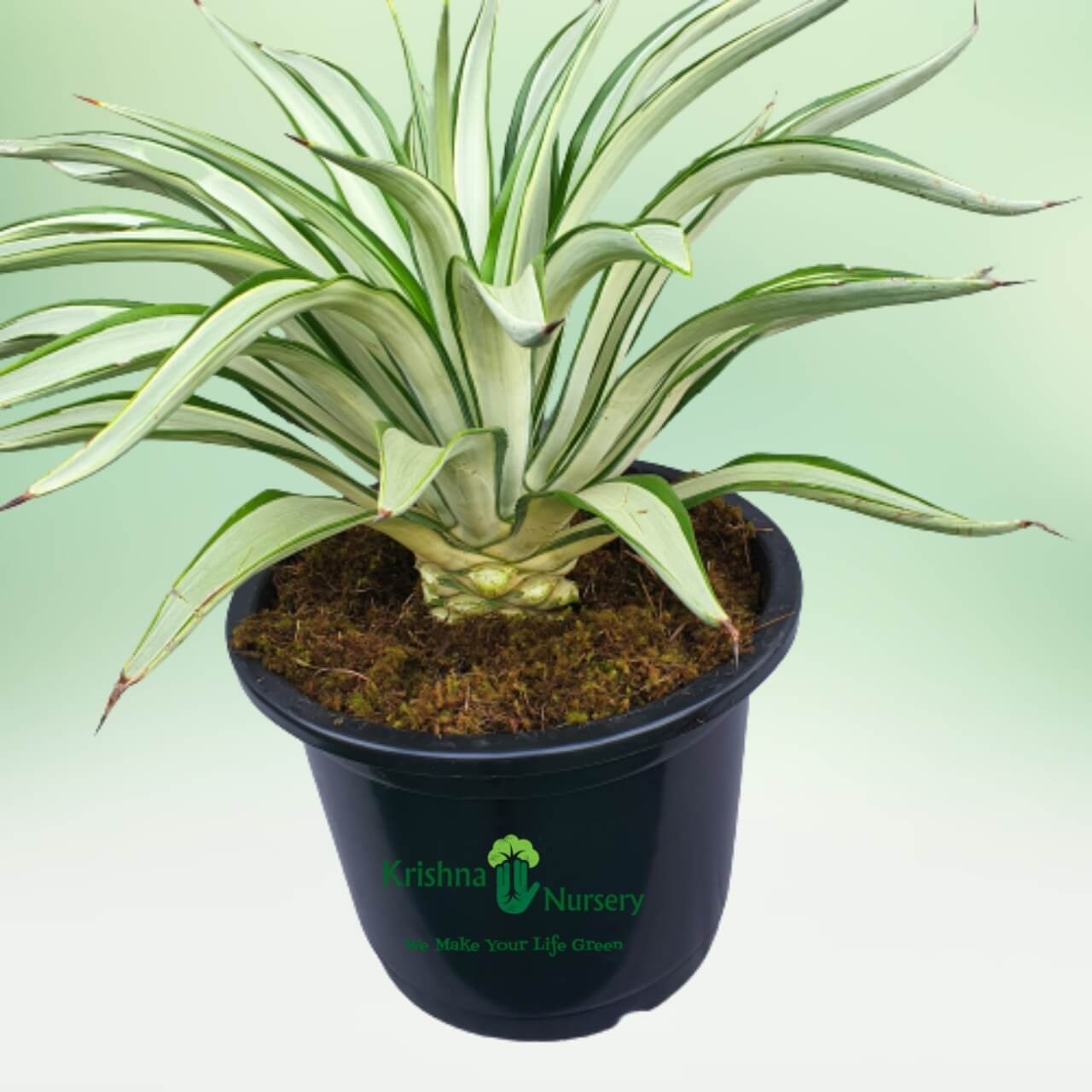 Silver Agave Plant - 12 Inch - Black Pot