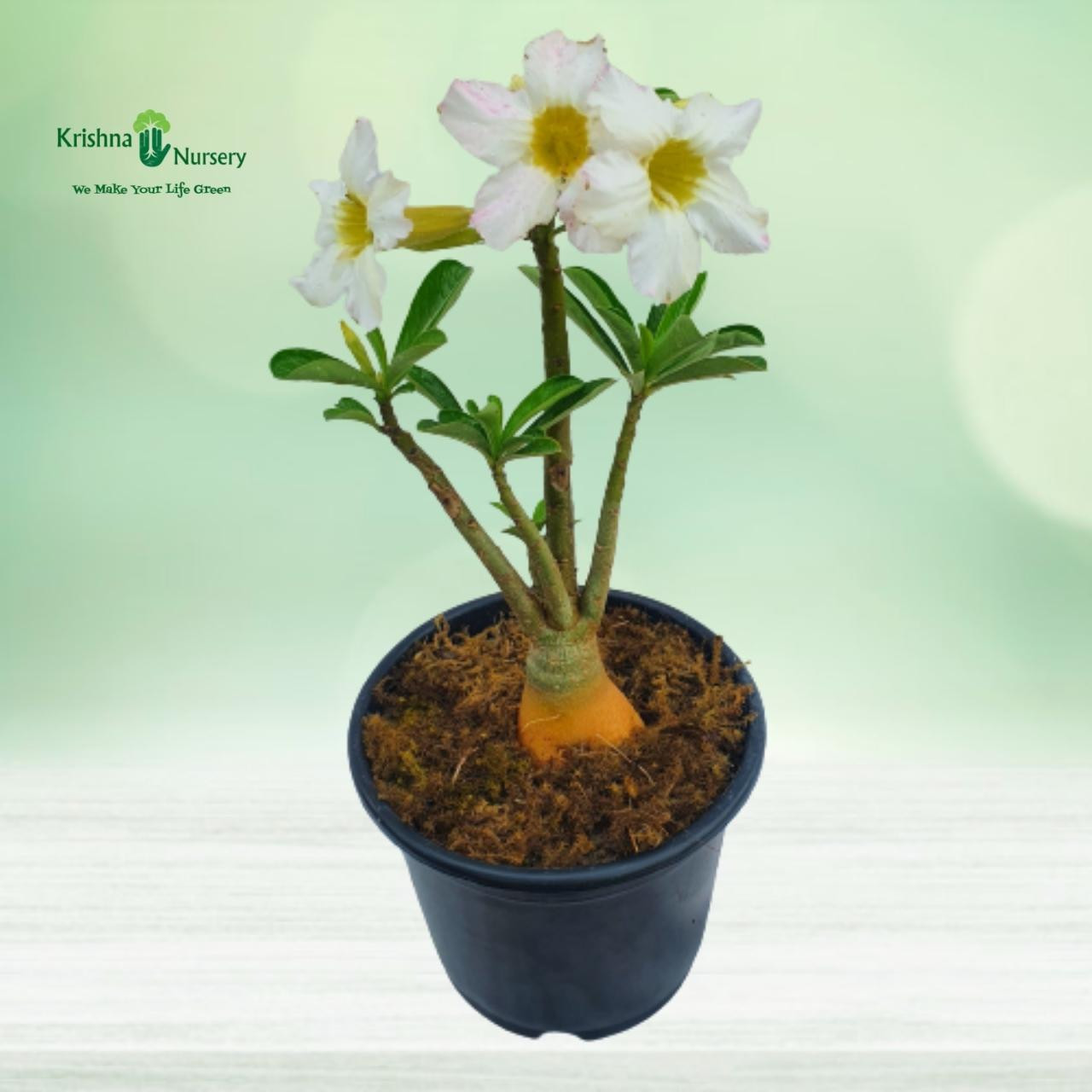 Adenium Plant - White Flower - Flower Plants -  - adenium-plant-white-flower -   