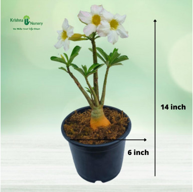 Adenium Plant - White Flower - Flower Plants -  - adenium-plant-white-flower -   