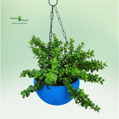 Hanging Jade Plant with Basket - Hanging Plants -  - hanging-jade-plant-with-basket -   
