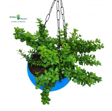 Hanging Jade Plant with Basket - Hanging Plants -  - hanging-jade-plant-with-basket -   