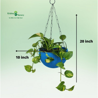 Money Plant with Basket - Hanging Plants -  - money-plant-with-basket -   