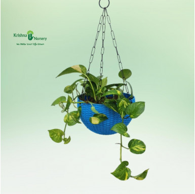 Money Plant with Basket - Hanging Plants -  - money-plant-with-basket -   