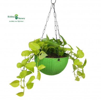 Golden Money Plant Basket - Hanging Plants -  - golden-money-plant-basket -   