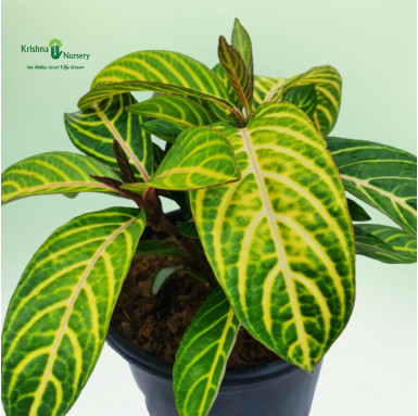 Sanchezia Plant - Outdoor Plants -  - sanchezia-plant -   