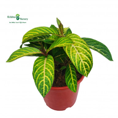 Sanchezia Plant - Outdoor Plants -  - sanchezia-plant -   