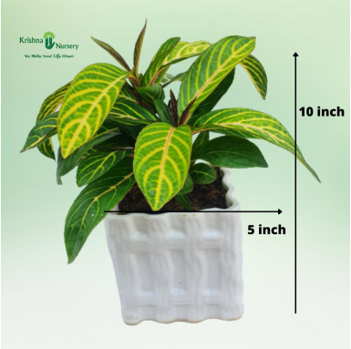 Sanchezia Plant with Ceramic Pot - Gifting Plants -  - sanchezia-plant-with-ceramic-pot -   