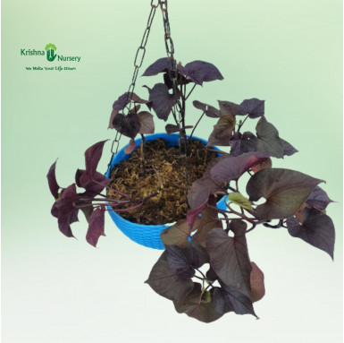 Sweet Potato Vine with Basket - Hanging Plants -  - sweet-potato-vine-with-basket -   