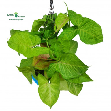 Syngonium Plant with Basket - Hanging Plants -  - syngonium-plant-with-basket -   