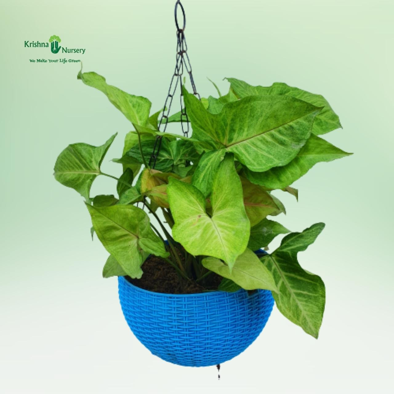 Syngonium Plant with Basket - Hanging Plants -  - syngonium-plant-with-basket -   