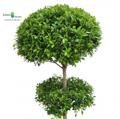 Micro Ficus Double Ball Plant - Outdoor Plants -  - micro-ficus-double-ball-plant -   