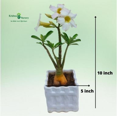 Adenium Plant with Ceramic Pot - Flower Plants -  - adenium-plant-with-ceramic-pot -   