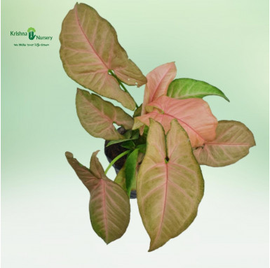 Pink Syngonium Plant with Polybag - Home -  - pink-syngonium-plant-with-polybag -   