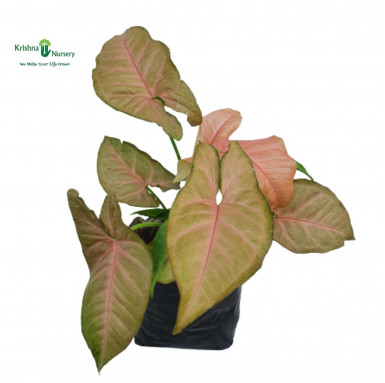 Pink Syngonium Plant with Polybag - Home -  - pink-syngonium-plant-with-polybag -   