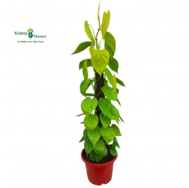 Golden Oxycardium Plant with Mossstick - Indoor Plants -  - golden-oxycardium-plant-with-mossstick -   