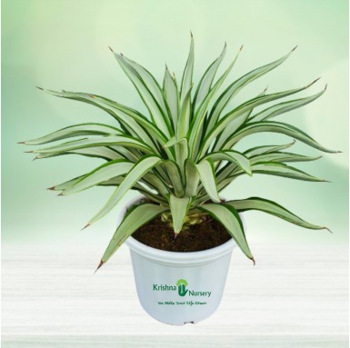 Silver Agave Plant - 12 Inch - White Pot