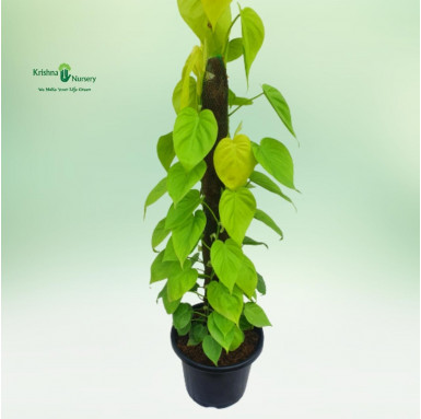 Golden Oxycardium Plant with Mossstick - Indoor Plants -  - golden-oxycardium-plant-with-mossstick -   