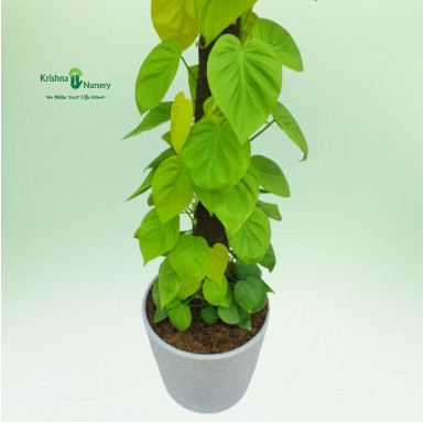 Golden Oxycardium Plant with Designer Pot - Premium Products -  - golden-oxycardium-plant-with-designer-pot -   