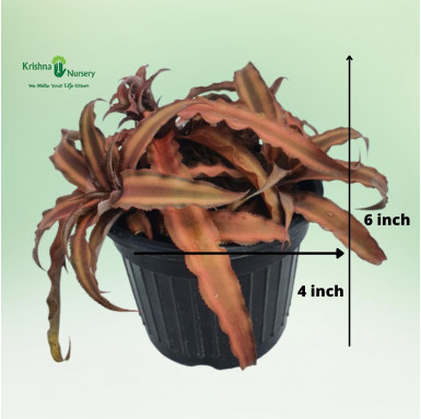 Cryptanthus Plant (Earth Star) - Indoor Plants -  - cryptanthus-plant-earth-star -   