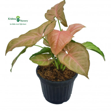 Syngonium Pink - Green Wall Plants -  - syngonium-pink -   