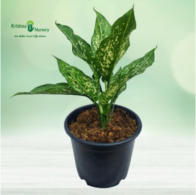 Aglaonema Snow White Plant - Indoor Plants -  - aglaonema-snow-white-plant -   