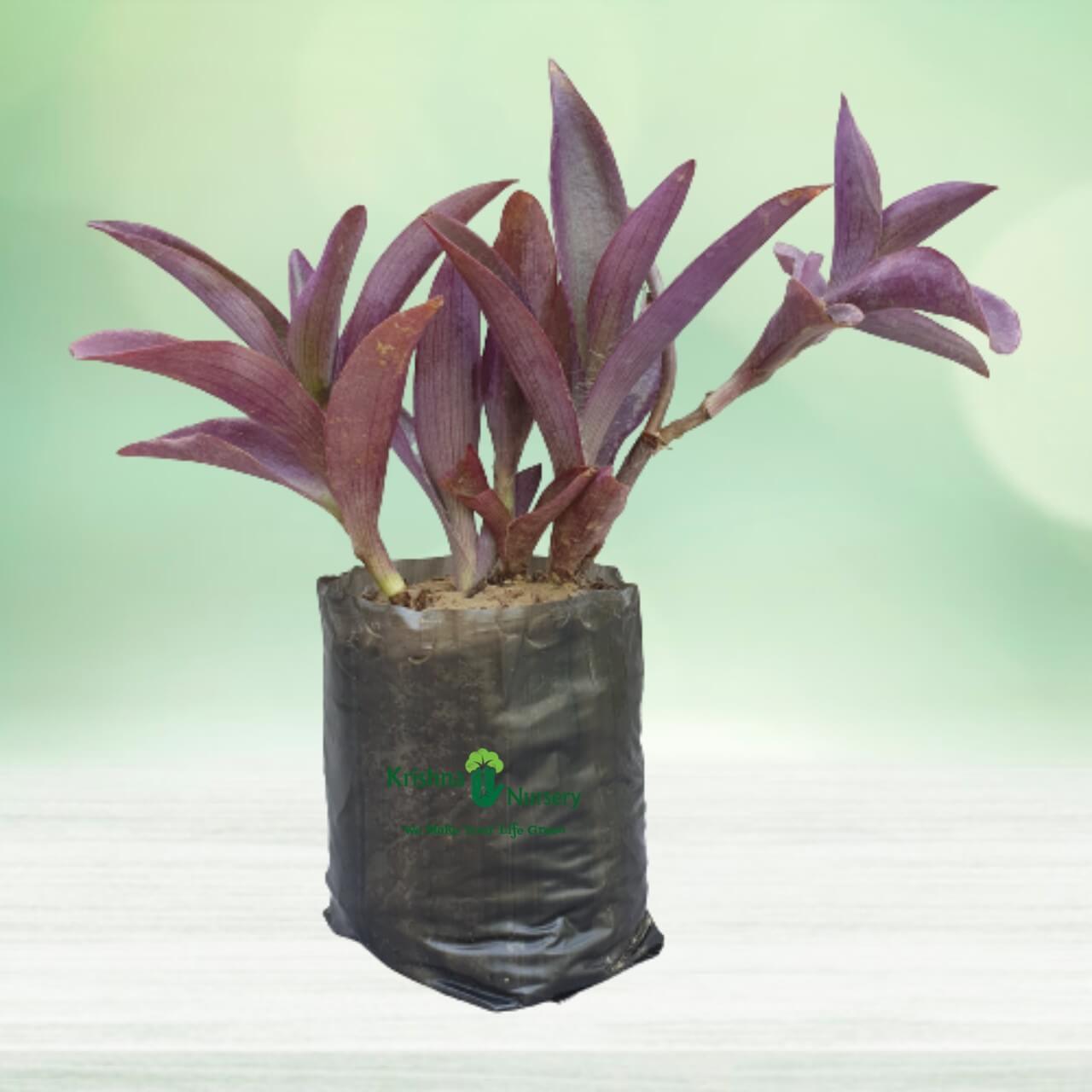Purple Heart Plant - 8 Inch - Poly Bag