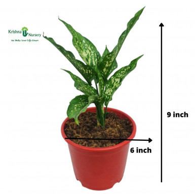 Aglaonema Snow White Plant - Indoor Plants -  - aglaonema-snow-white-plant -   