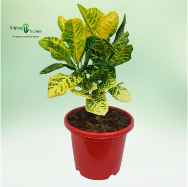 Yellow Croton with 8 inch Pot - Indoor Plants -  - yellow-croton-with-8-inch-pot -   