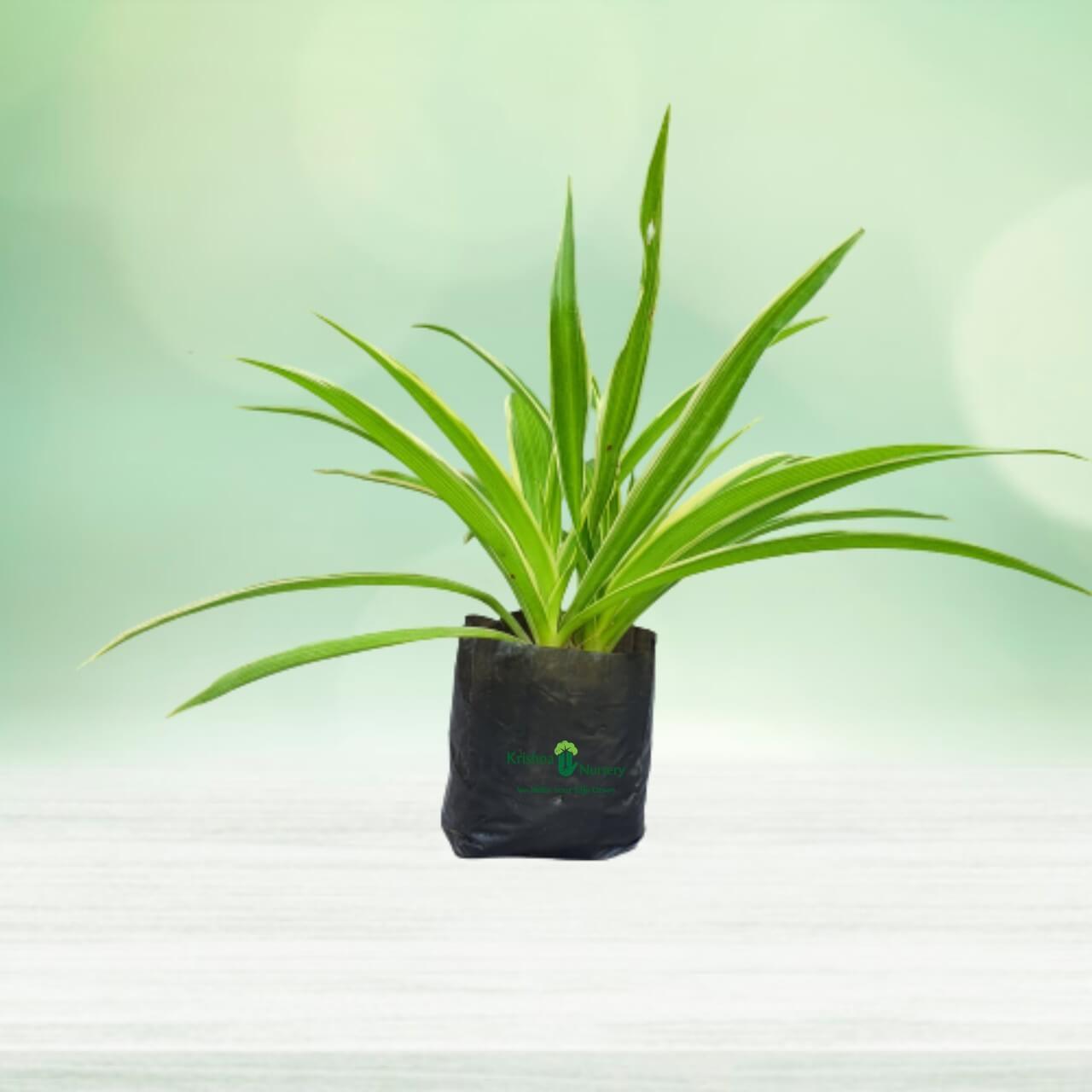Spider Plant - 8 Inch - Poly Bag