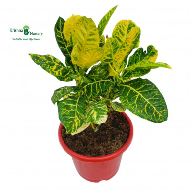 Yellow Croton with 8 inch Pot - Indoor Plants -  - yellow-croton-with-8-inch-pot -   