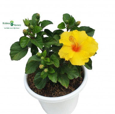 Hybrid Hibiscus Plant Potted (Any Color) - Green Wall Plants -  - hybrid-hibiscus-plant-potted-any-color -   