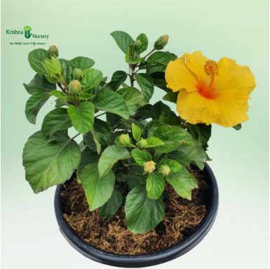 Hybrid Hibiscus Plant Potted (Any Color) - Green Wall Plants -  - hybrid-hibiscus-plant-potted-any-color -   