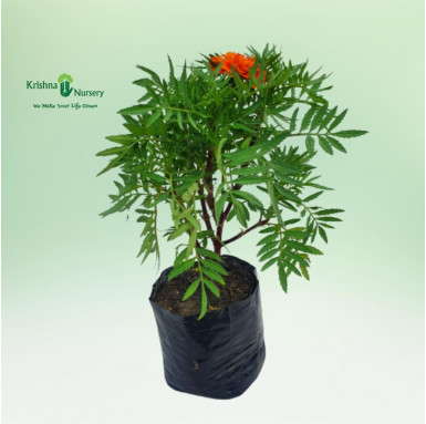 French Marigold Plant (Jafri Plant) - Seasonal Plants -  - french-marigold-plant-jafri-plant -   